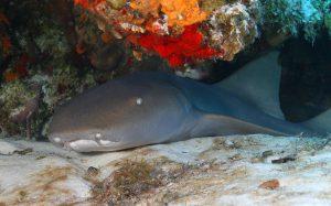 A large Nurse Shark hiding under a ledge.